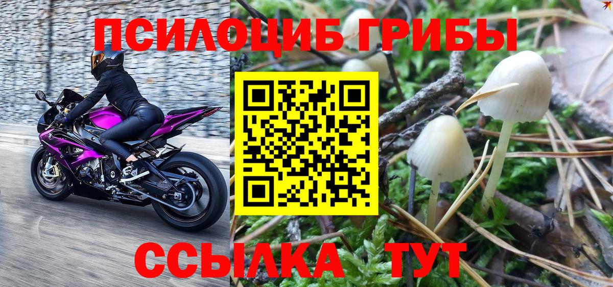 Псилоцибиновые грибы прущие грибы  цена   Можга  Вход с VPN 